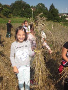 Kinder der Grundschule Welschbillig bei der Getreideernte "so wie früher"